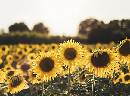 Cultura e Curiosidades que Vão Te Surpreender.
4. Onde Encontrar os Mais Belos Campos de Girassol para Fotos Inesquecíveis.
5. Dicas Essenciais para o Plantio e Cuidado de Girassóis em Casa.