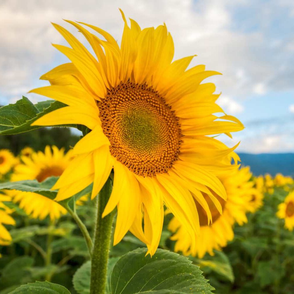 5 ideias de títulos:
1. Descubra os Encantos dos Campos de Girassol no Brasil: Roteiros Imperdíveis.
2. Cultive Seu Próprio Jardim de Girassóis: Guia Completo para Iniciantes.
3. Girassóis: Simbolismo