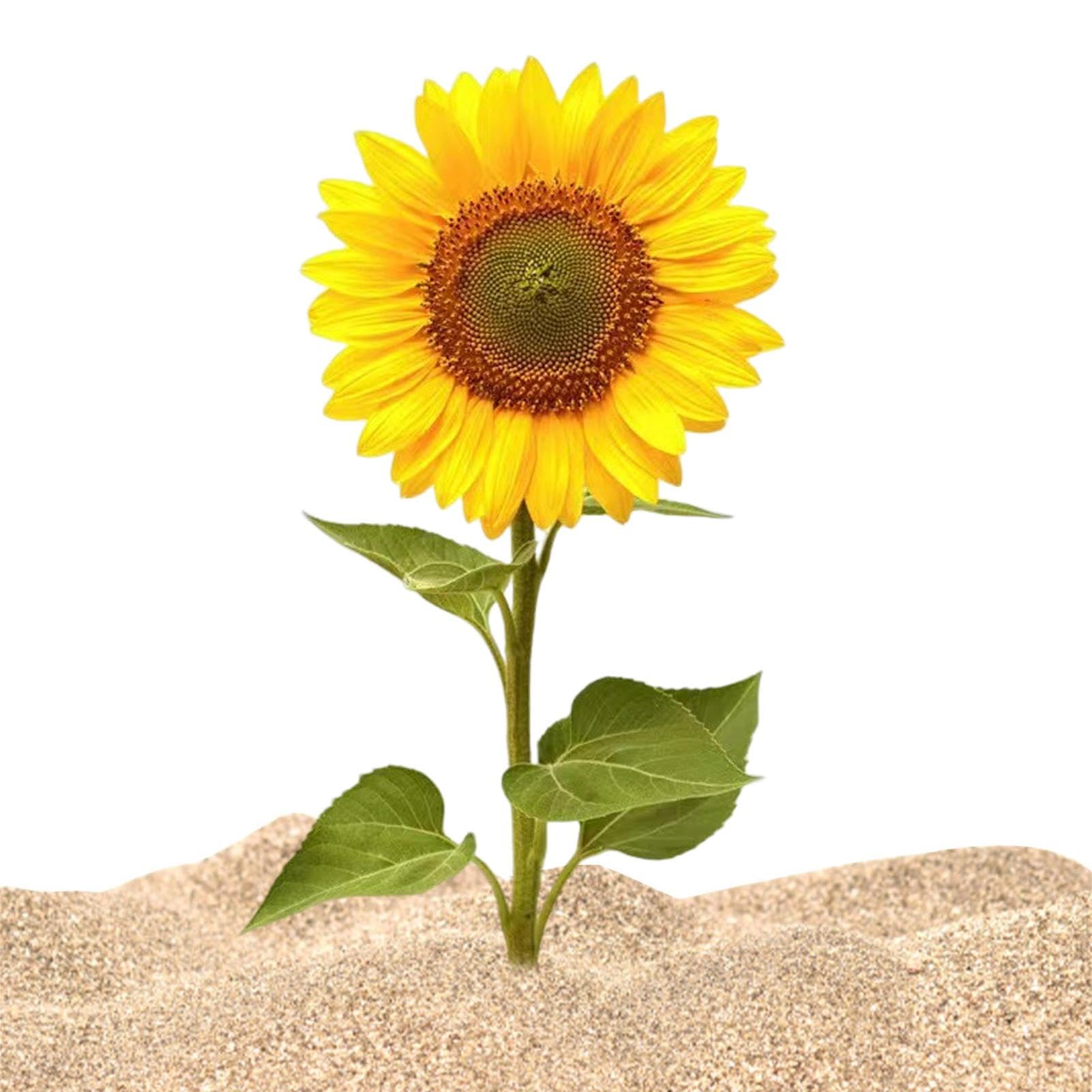 Cultura e Curiosidades que Vão Te Surpreender.
4. Onde Encontrar os Mais Belos Campos de Girassol para Fotos Inesquecíveis.
5. Dicas Essenciais para o Plantio e Cuidado de Girassóis em Casa.