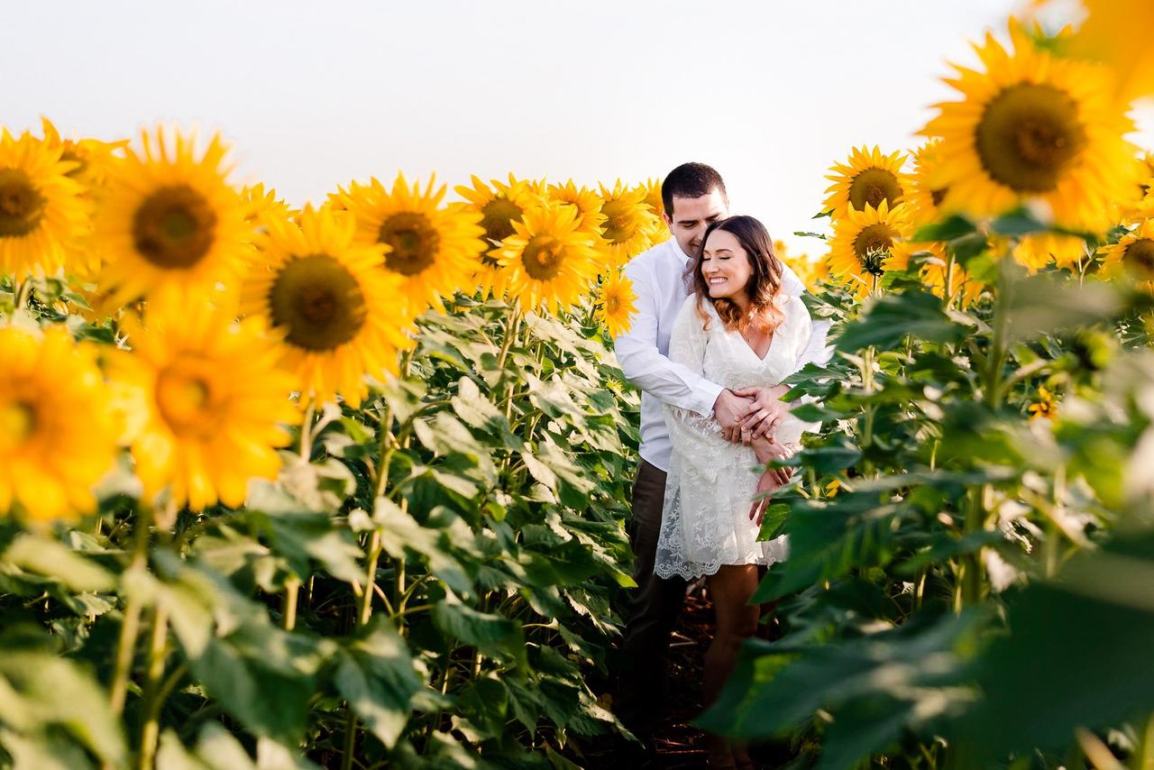 Cultura e Curiosidades que Vão Te Surpreender.
4. Onde Encontrar os Mais Belos Campos de Girassol para Fotos Inesquecíveis.
5. Dicas Essenciais para o Plantio e Cuidado de Girassóis em Casa.