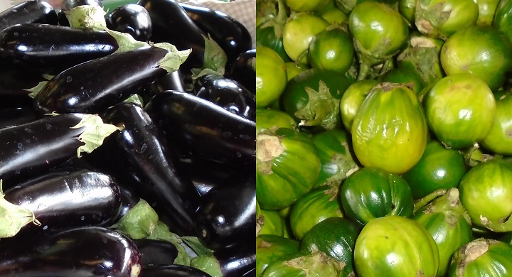 jilo e berinjela diferencas