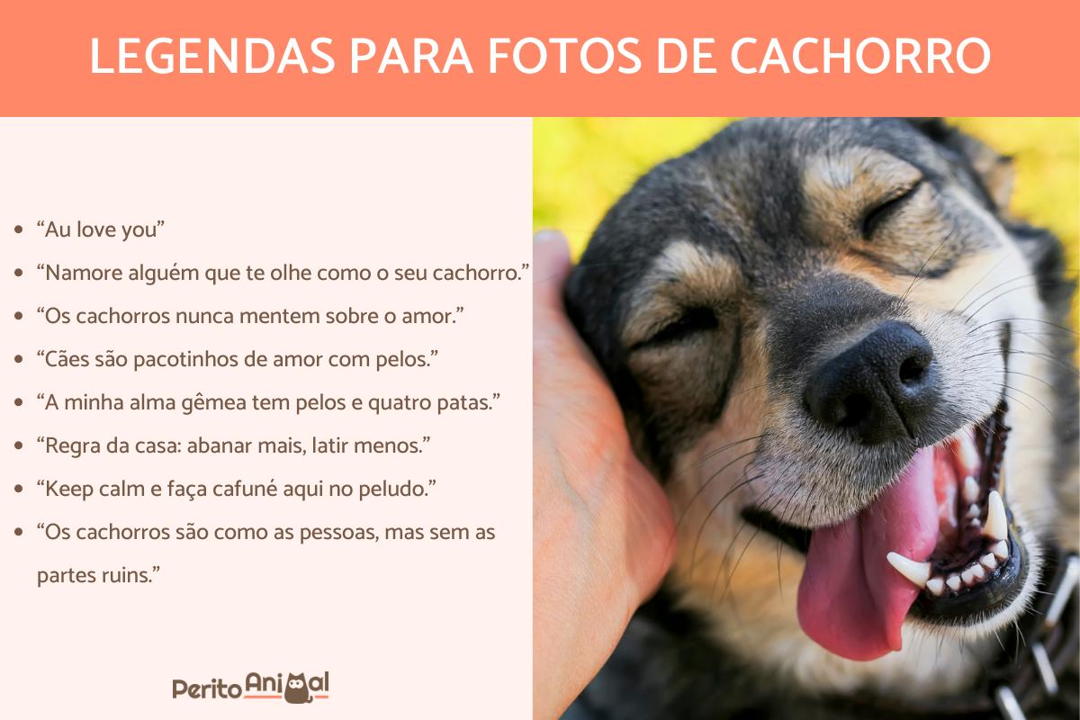 Legenda Para Foto Com Cachorro
