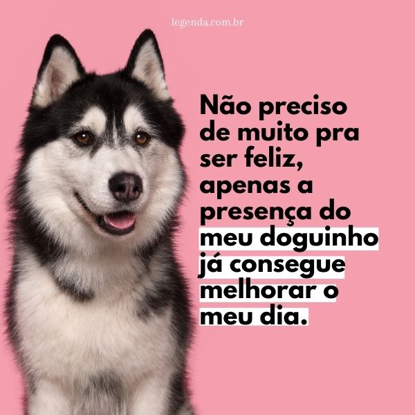 Termos Essenciais para Pet Influencers: Aumente o Engajamento no Instagram