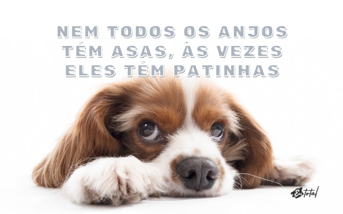 As Melhores Frases de Amor Incondicional para Declarar ao Seu Pet