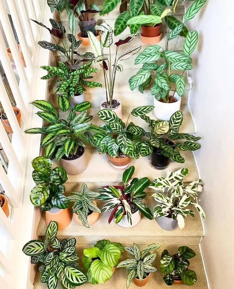 marantas fáceis de cuidar