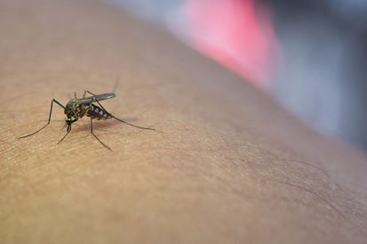 economizar acabar pernilongos