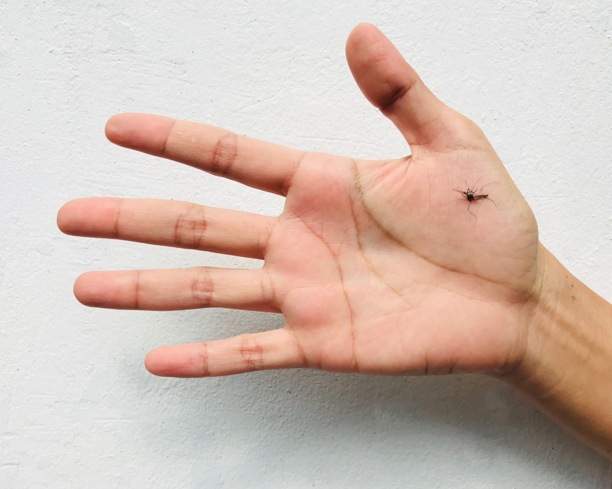 melhores formas criativas acabar pernilongos