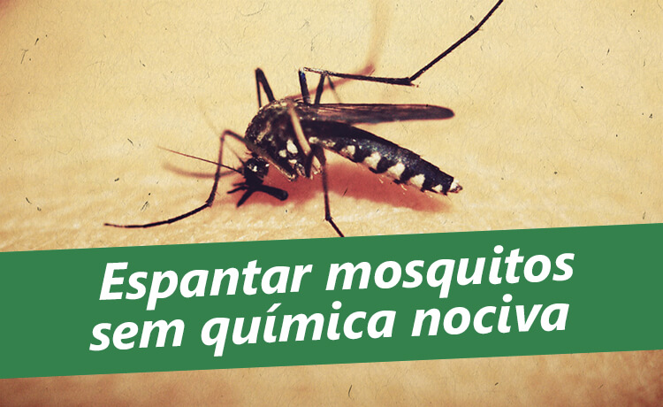 repelente natural ou armadilha pernilongo qual melhor