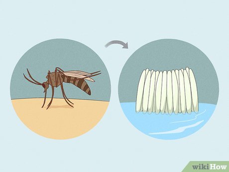 economizar acabar pernilongos