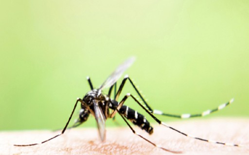 melhores truques criativos pernilongos