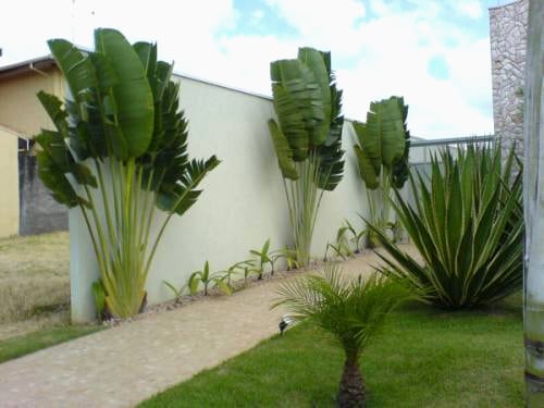 jardim tropical na frente