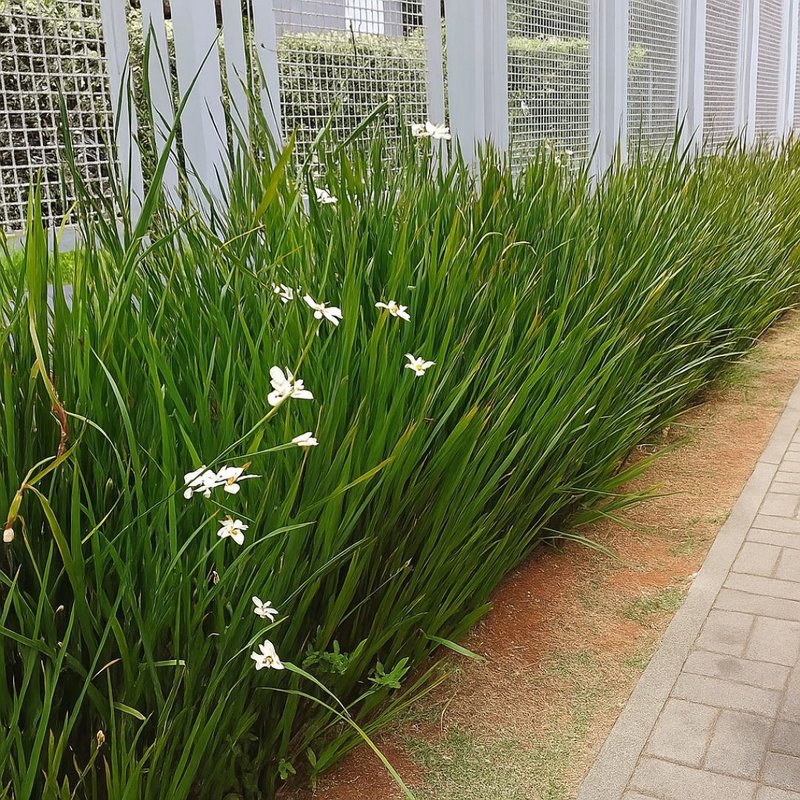 Moreia planta: por que ela é a favorita de quem não tem tempo para jardim