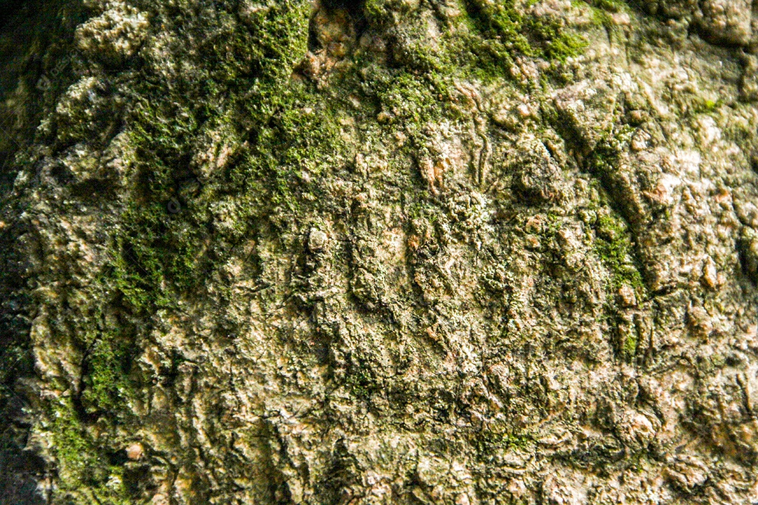 Guia Completo: Como Escolher a Textura Musgo Ideal para Sua Casa