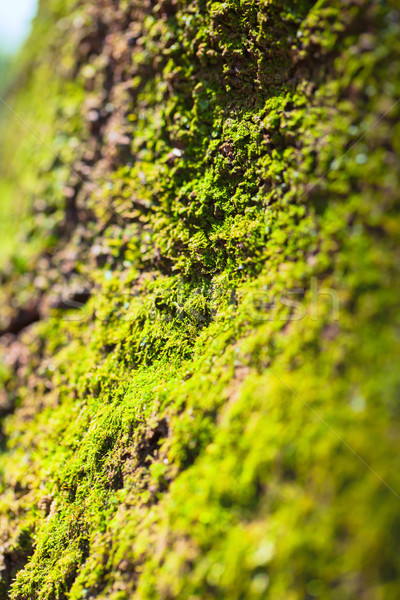 Jardim Vertical de Musgo Preservado: Vale a Pena o Investimento?