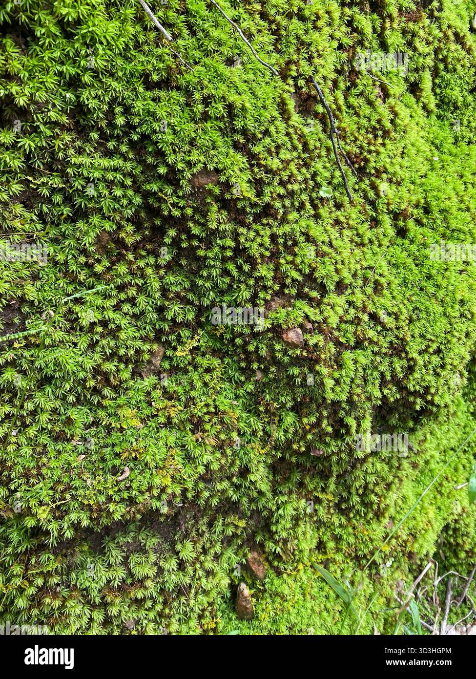 Manutenção de Musgo Preservado: Dicas Essenciais para Durabilidade