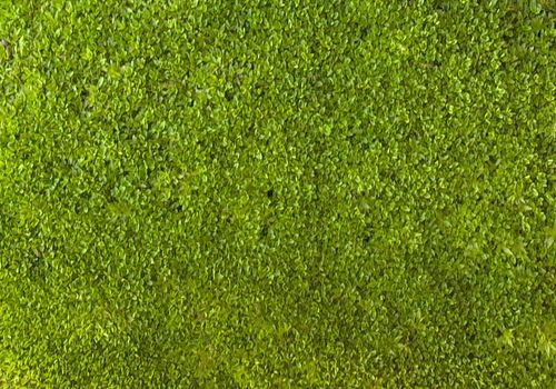 Jardim Vertical de Musgo Preservado: Vale a Pena o Investimento?