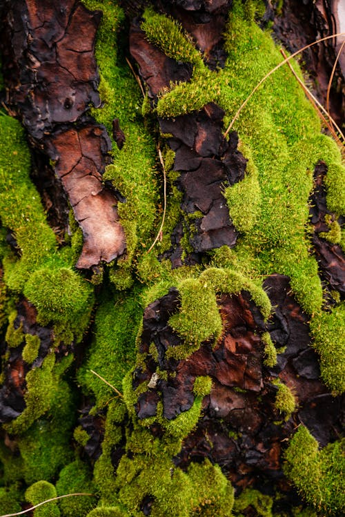 Jardim Vertical de Musgo Preservado: Vale a Pena o Investimento?
