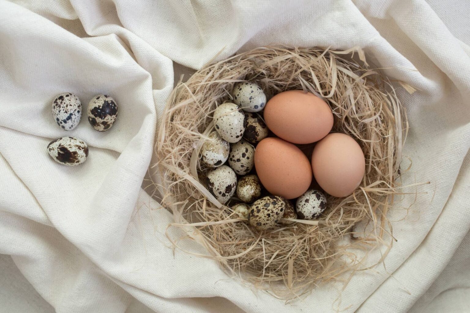 Mitos e verdades sobre o colesterol no ovo de codorna