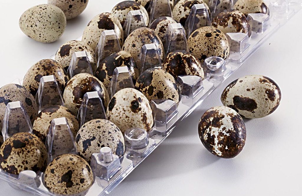 Mitos e verdades sobre o colesterol no ovo de codorna