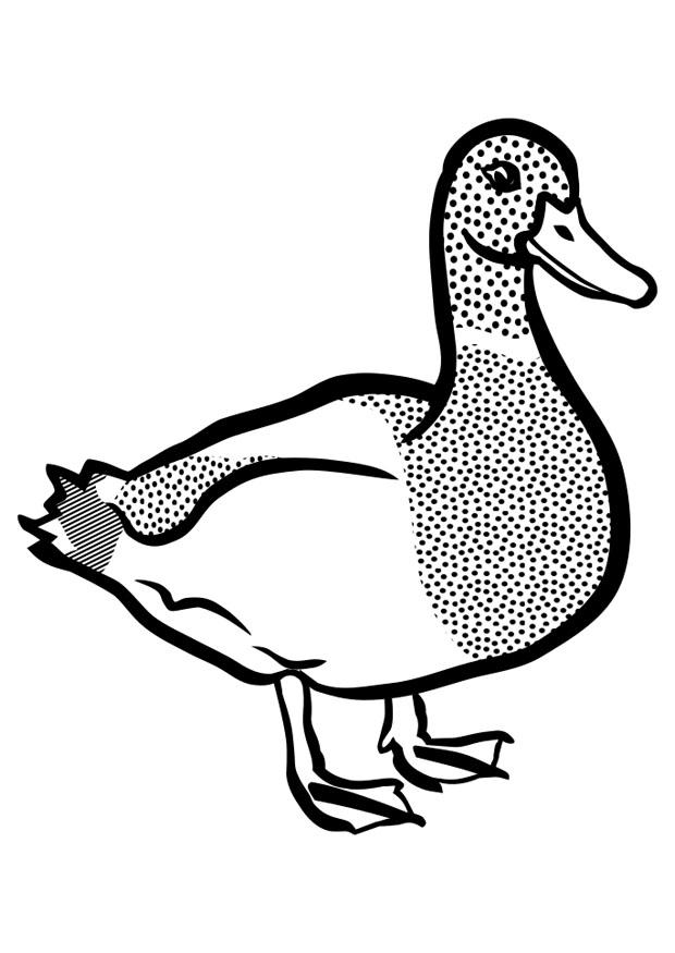 pato para pintar