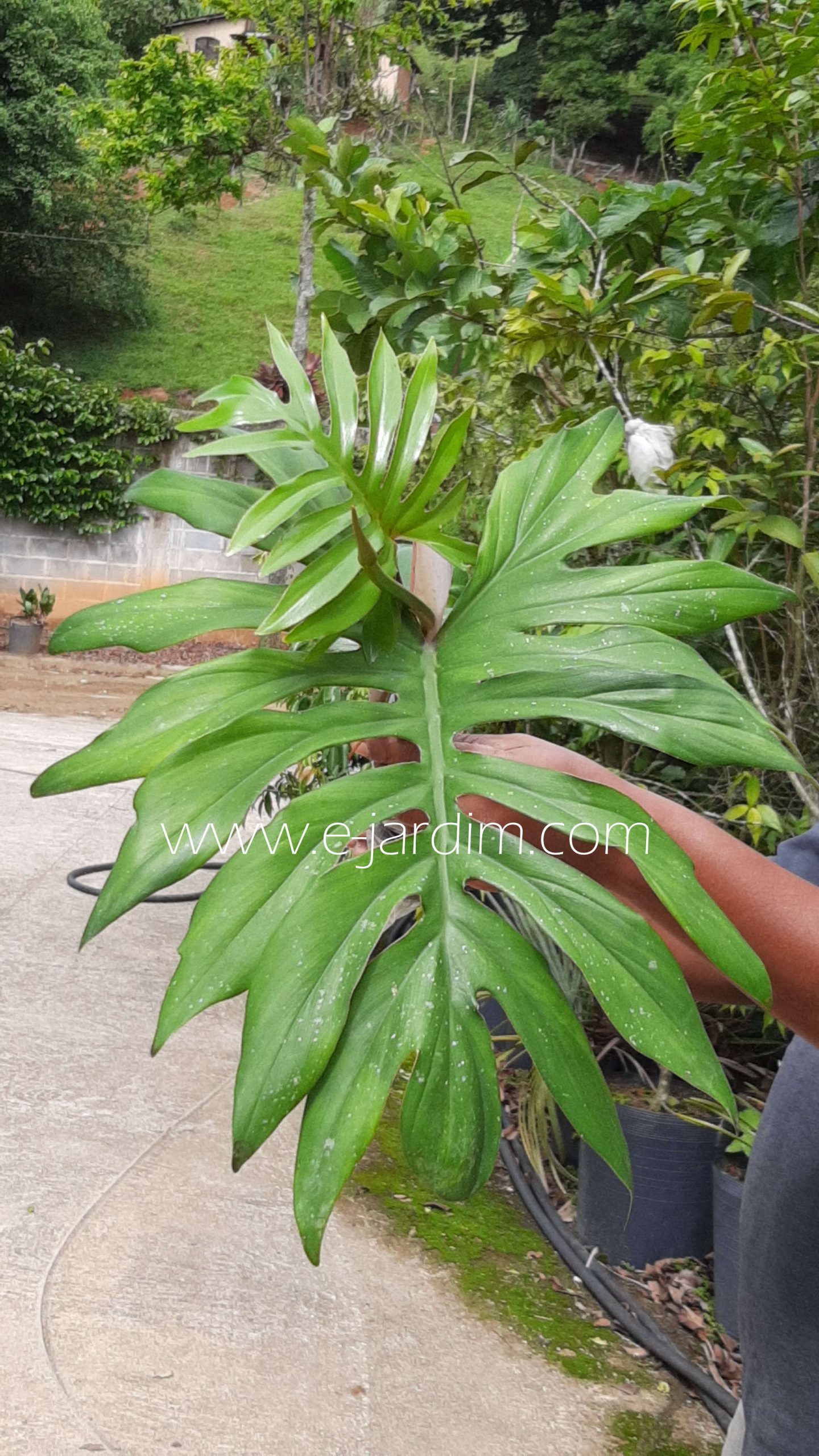 Philodendron mayoi vs Philodendron 