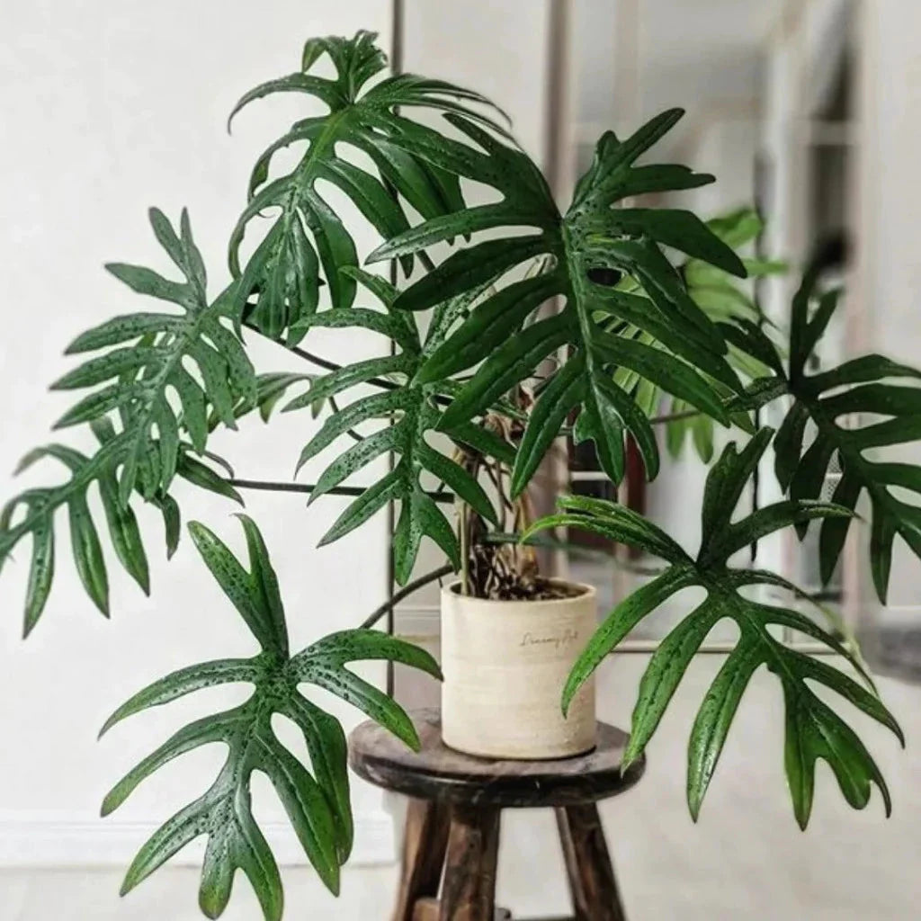 Philodendron mayoi vs Philodendron Xanadu