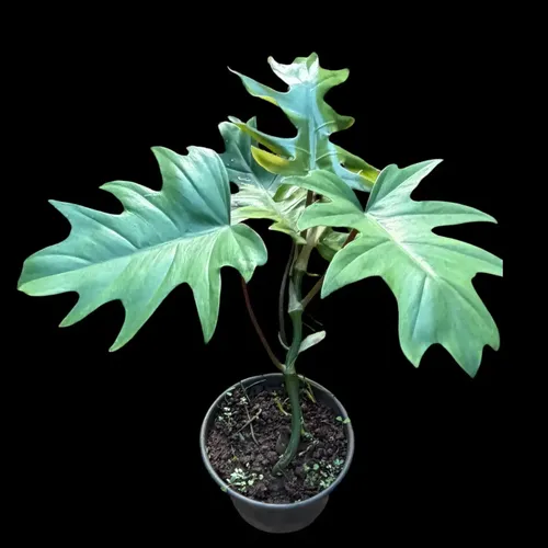 Philodendron mayoi cuidados