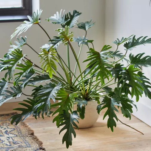 Philodendron xanadu preço