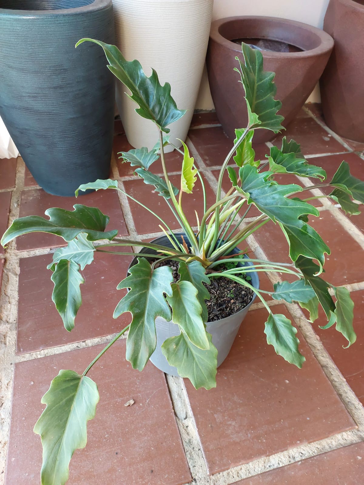 Philodendron xanadu toxidade