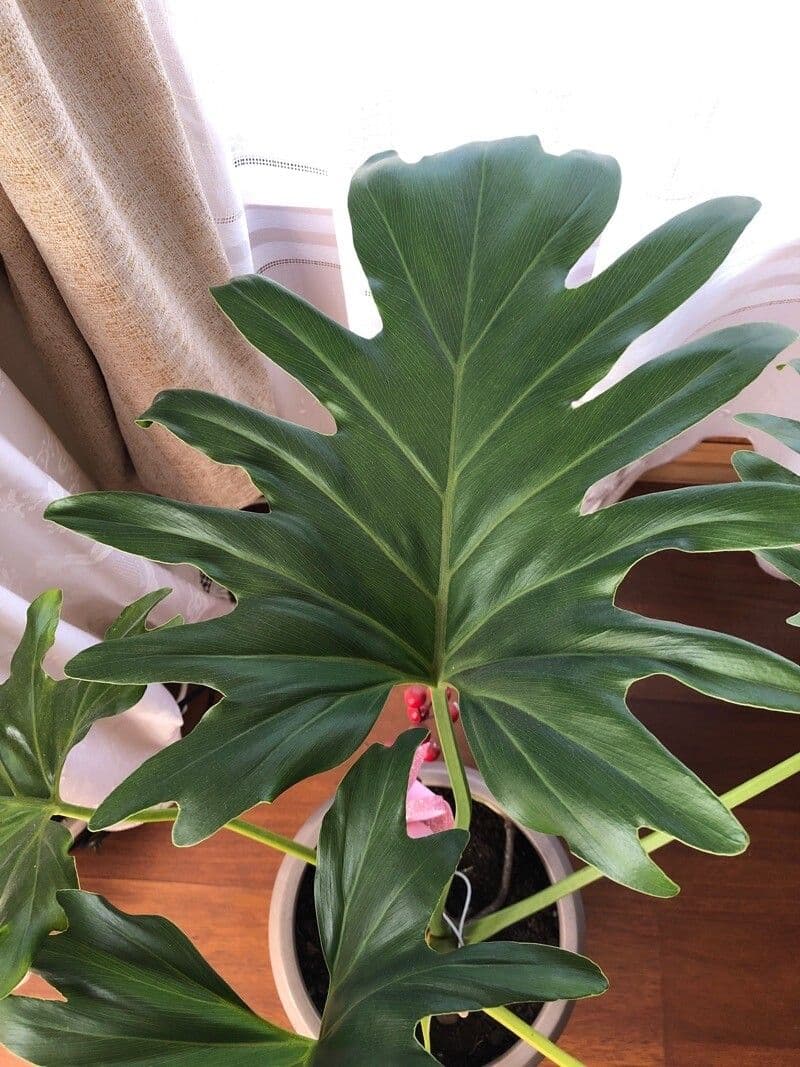 Como cuidar de Philodendron Xanadu em vaso