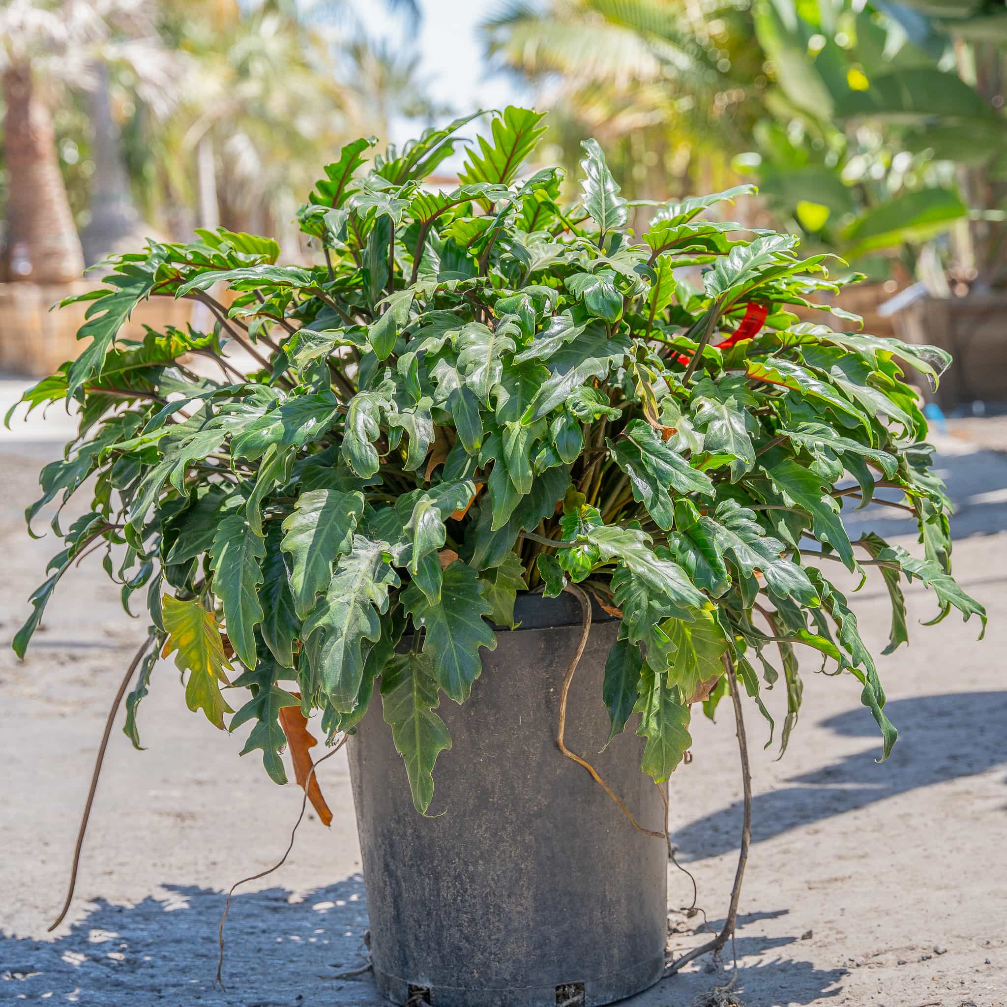 Philodendron xanadu meia sombra