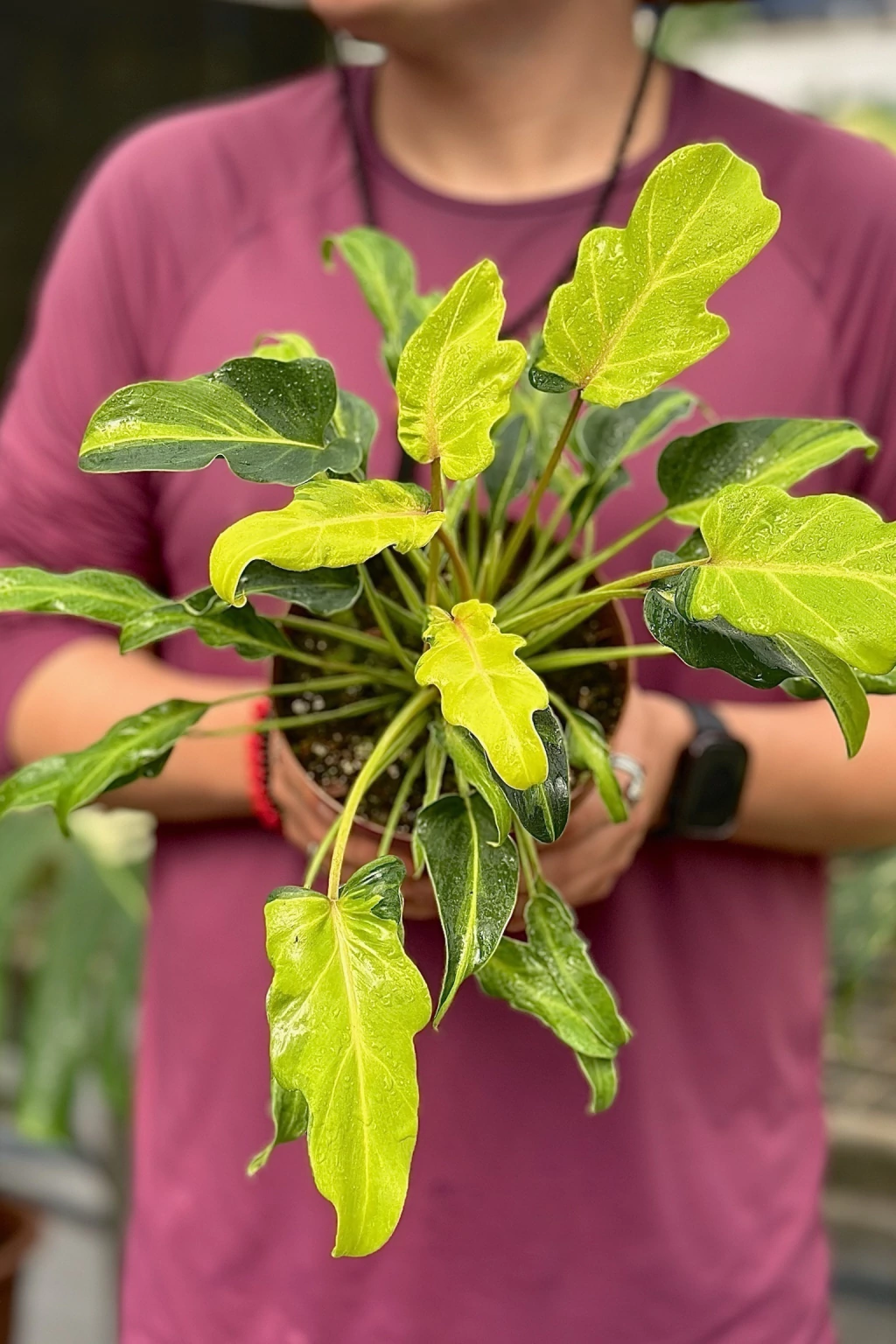 Philodendron xanadu purifica o ar