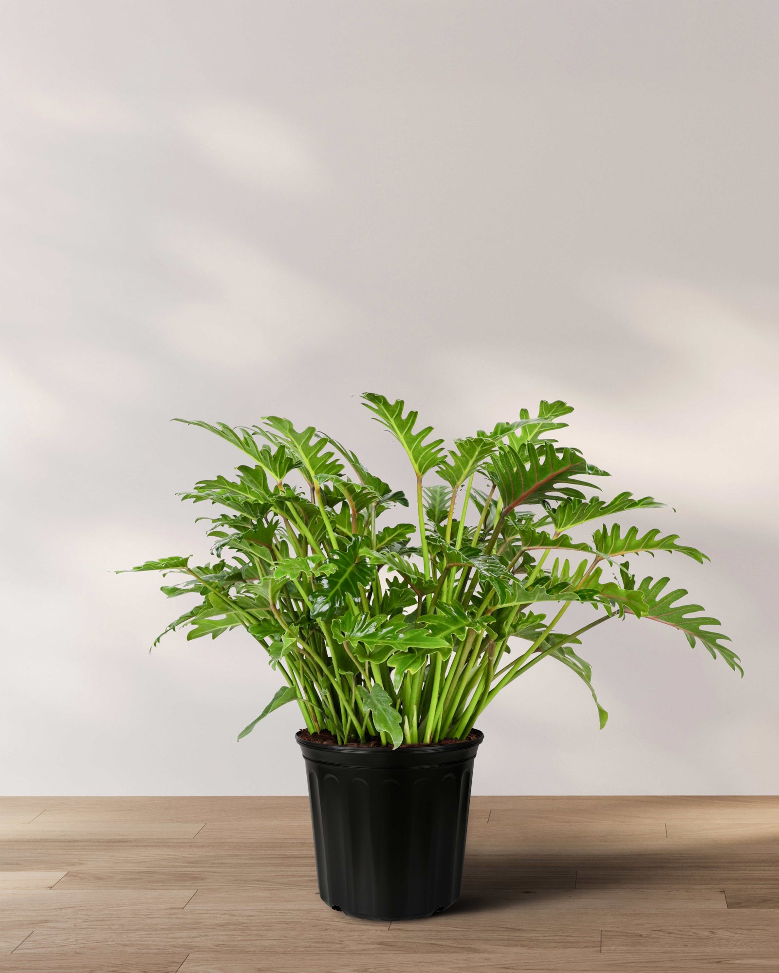 Diferença Philodendron xanadu e outros filodendros