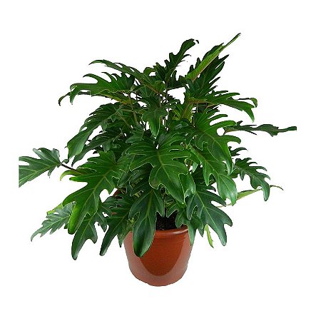 Thaumatophyllum xanadu cuidados