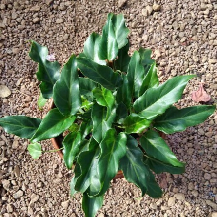 Philodendron xanadu preço
