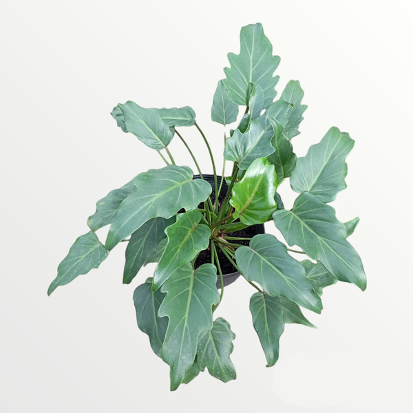 Philodendron xanadu toxidade