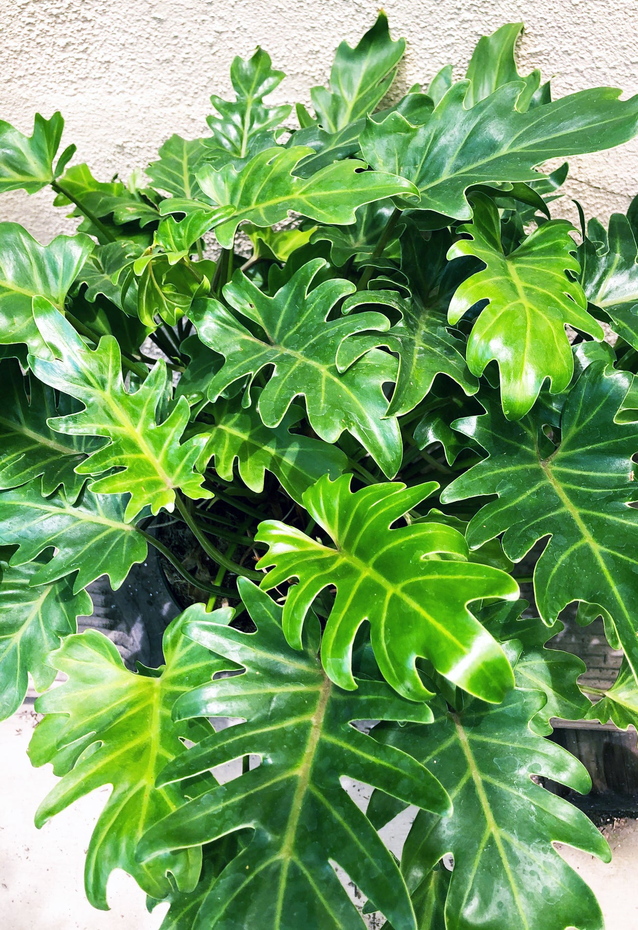 Como cuidar de Philodendron Xanadu em vaso