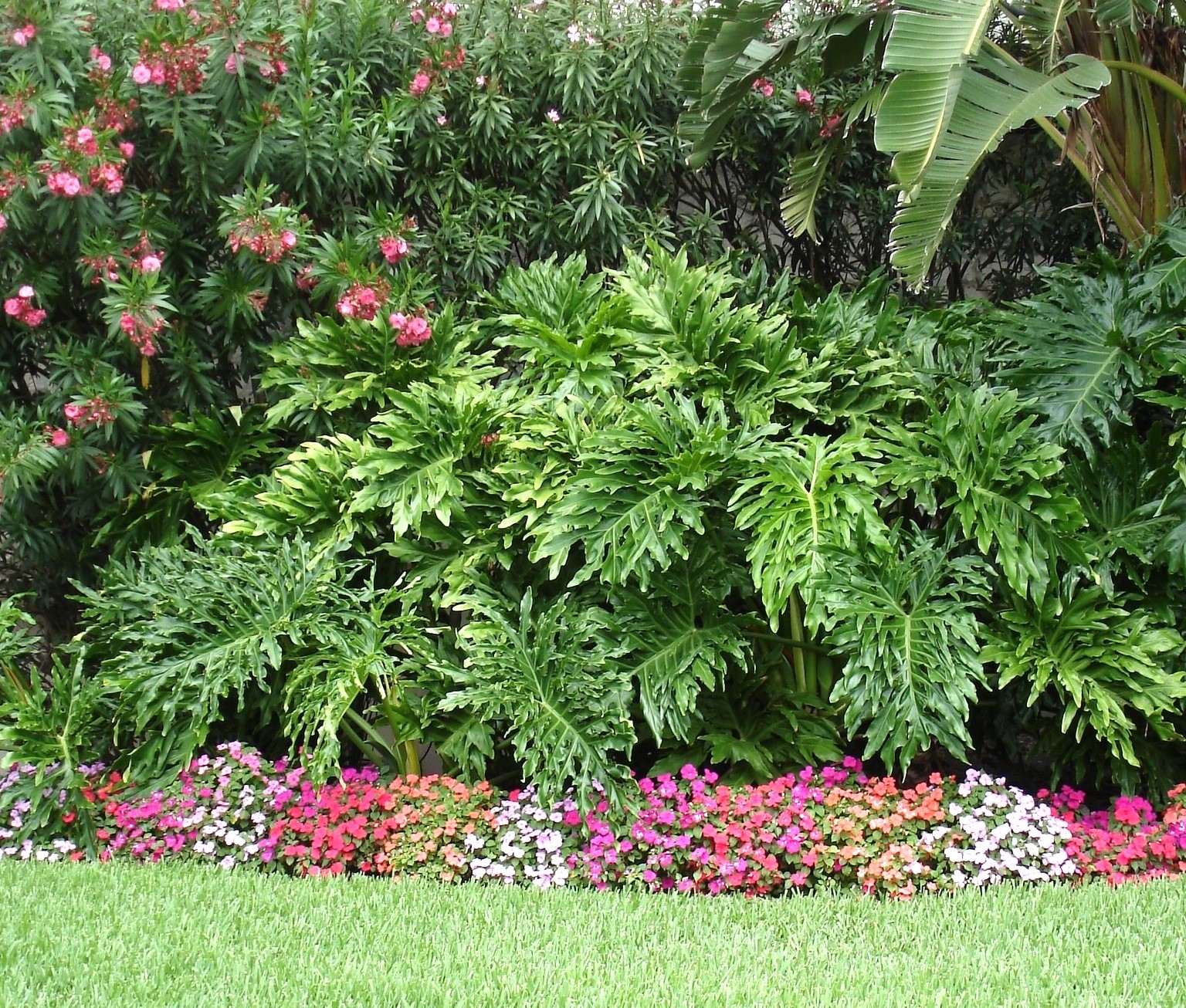 Philodendron xanadu toxidade
