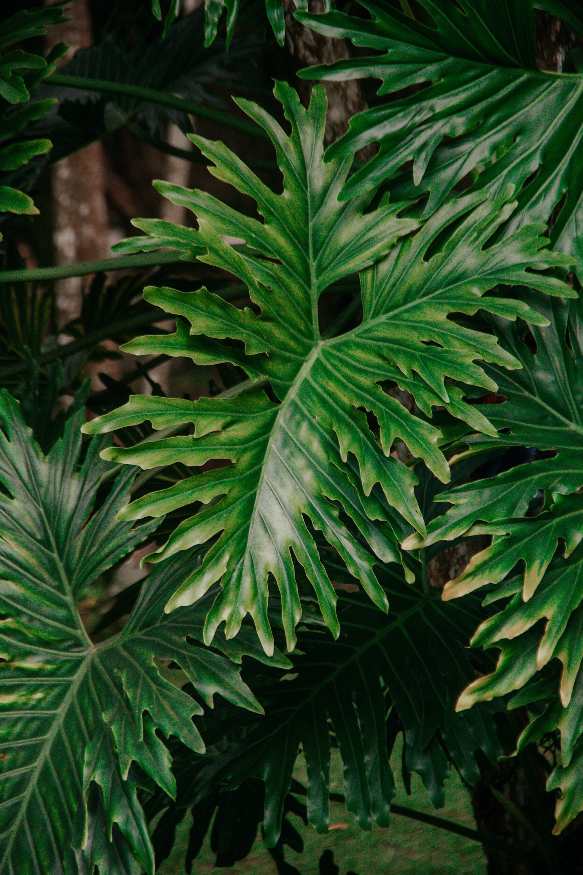 Philodendron xanadu purifica o ar