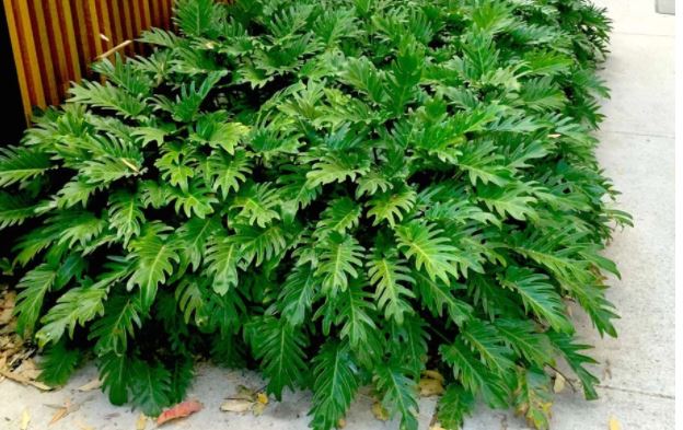 Planta Xanadu para apartamento