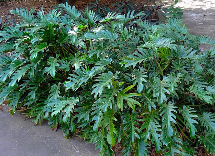 Como cuidar de Philodendron Xanadu em vaso