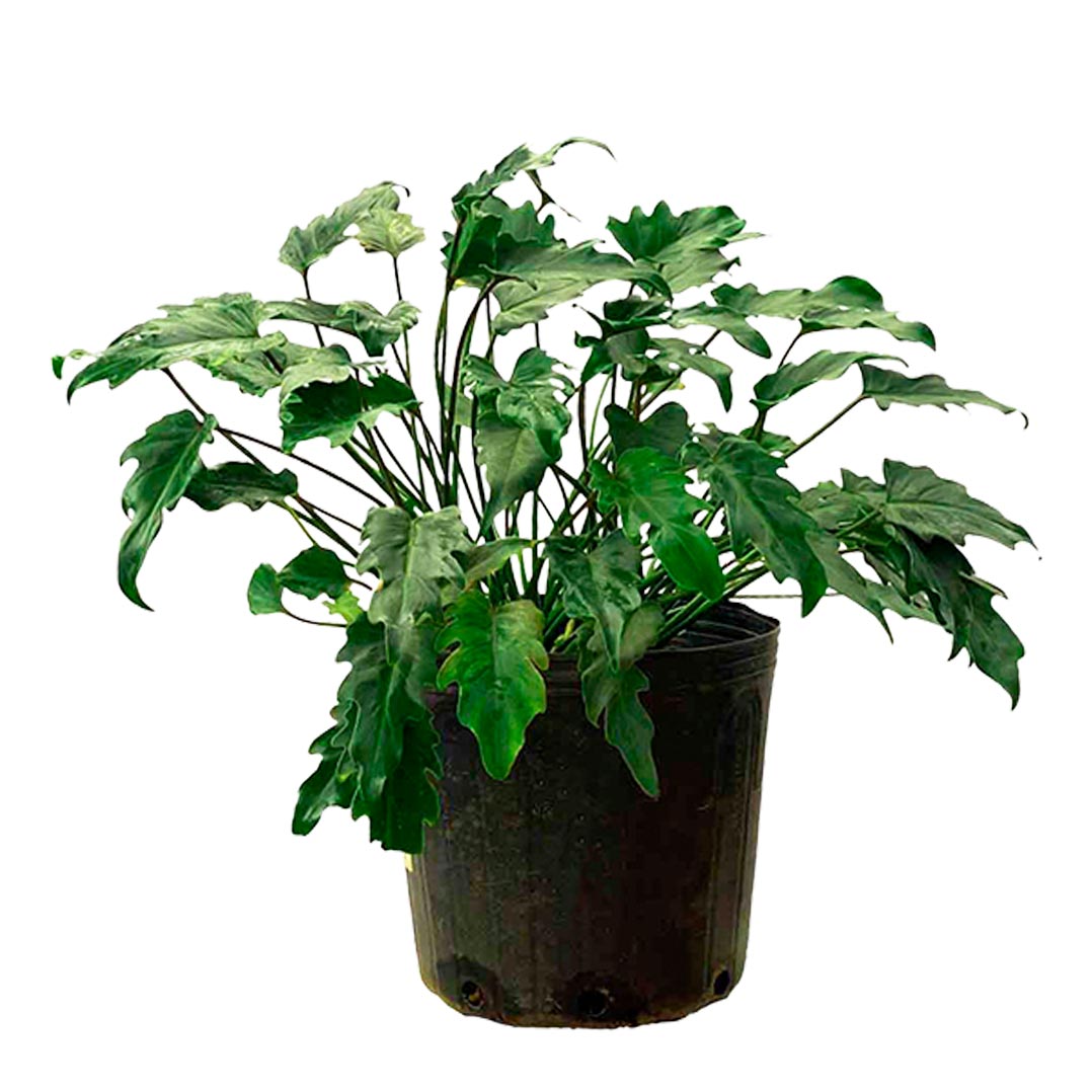 Philodendron xanadu meia sombra