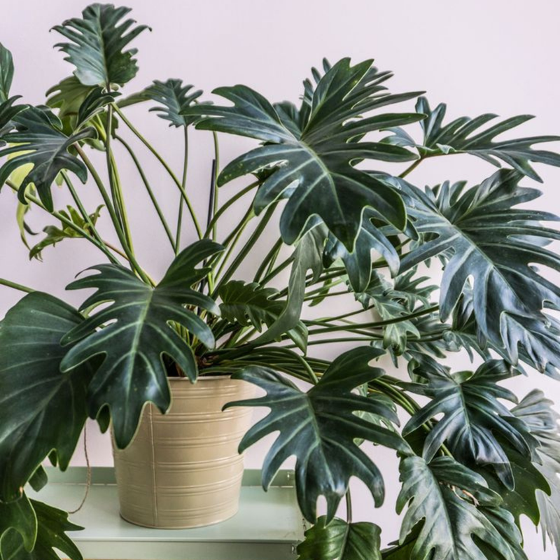 Philodendron xanadu purifica o ar