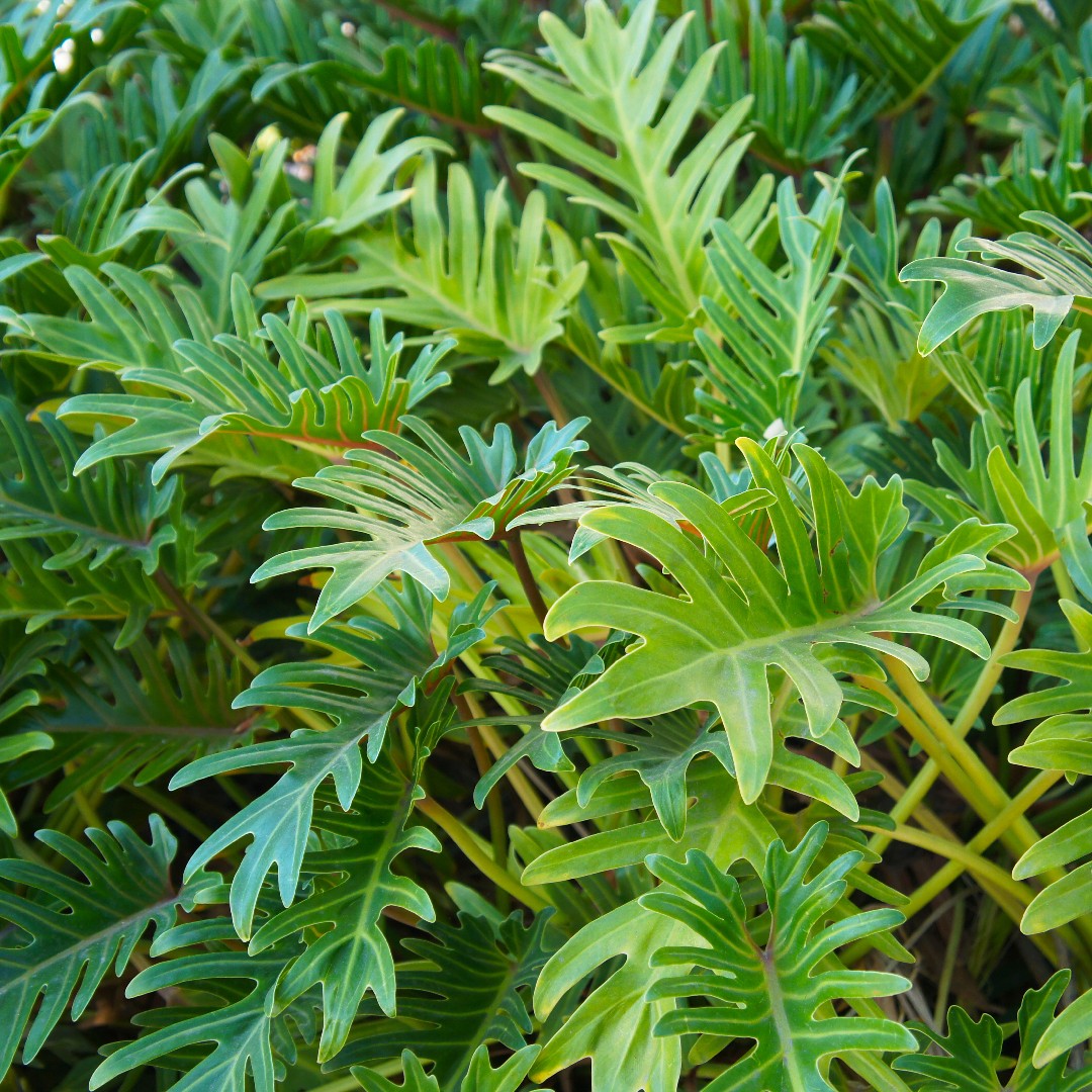 Planta Xanadu para apartamento