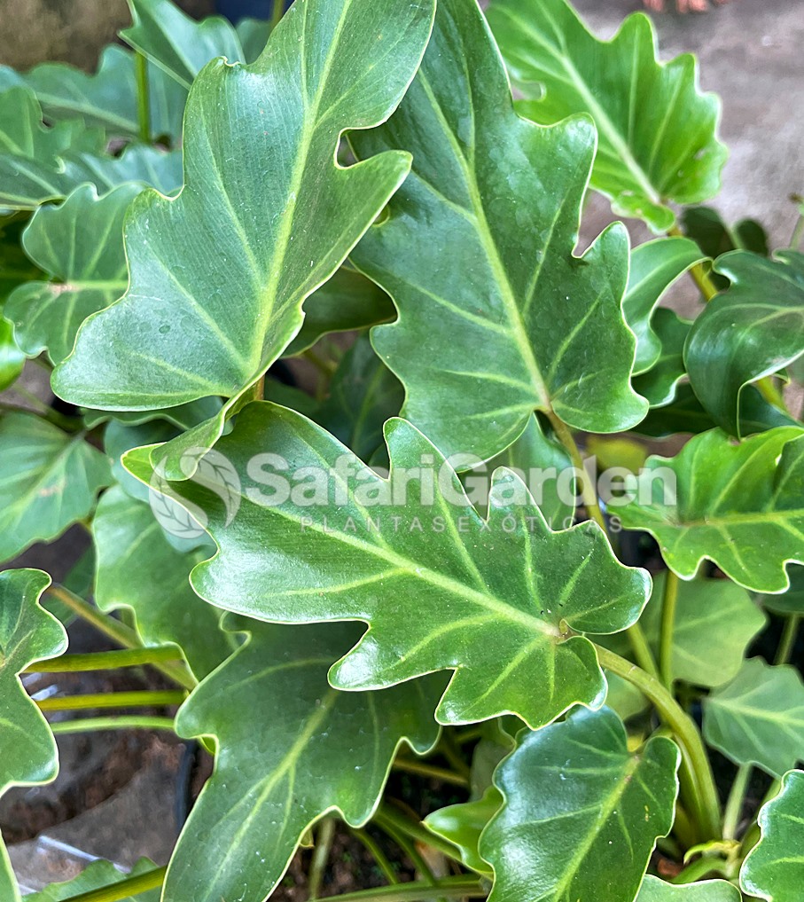 Diferença Philodendron xanadu e outros filodendros