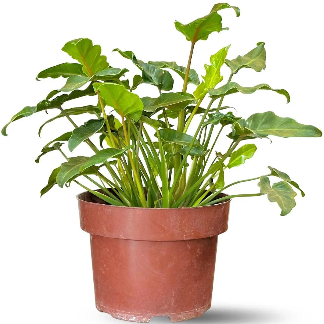 Philodendron xanadu preço