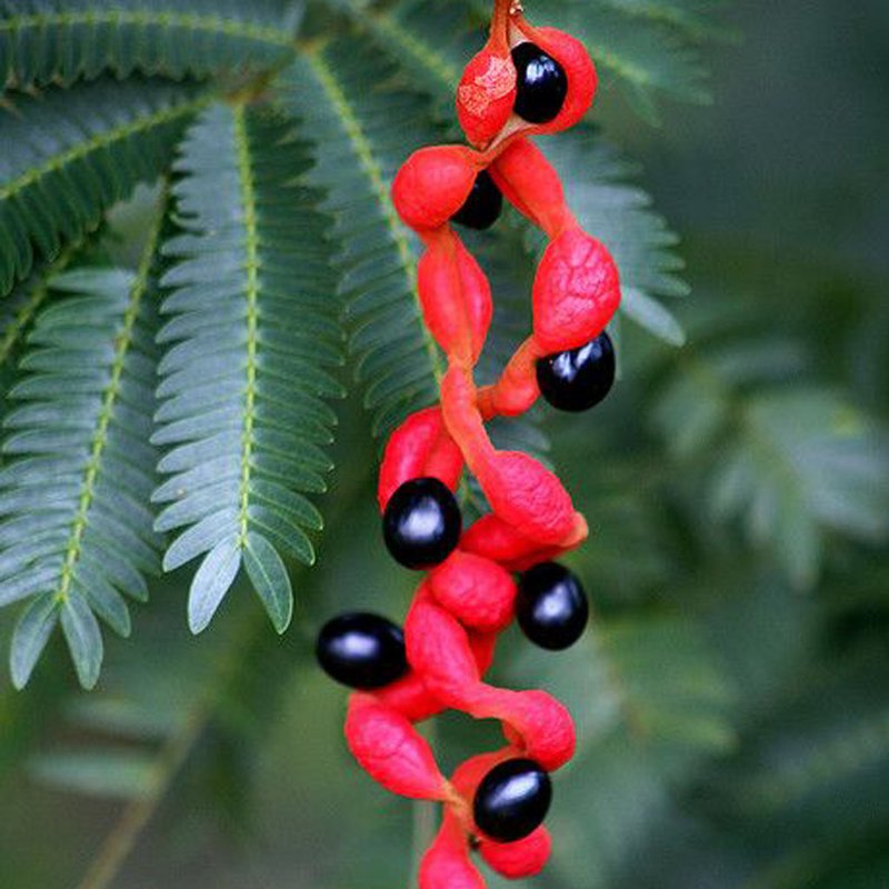 Cojoba arborea