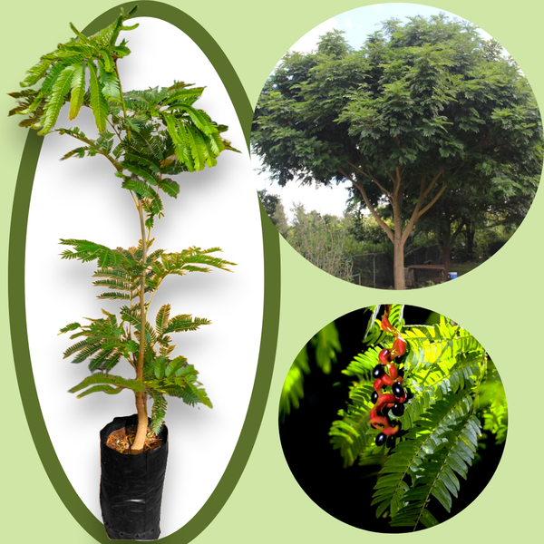 Cojoba sophorocarpa