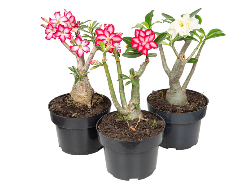 Rosa do Deserto como cuidar