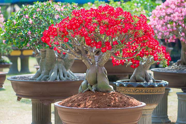 Rosa do Deserto substrato
